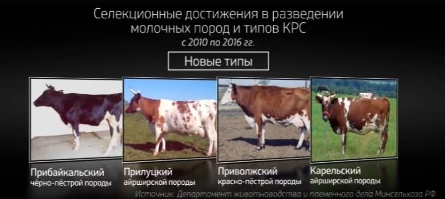 Монбельярдская(монбельярд) порода коров: характеристика, фото
