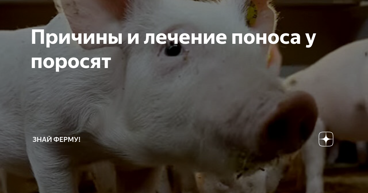 Понос у поросят: чем лечить в домашних условиях, лекарства, народные способы