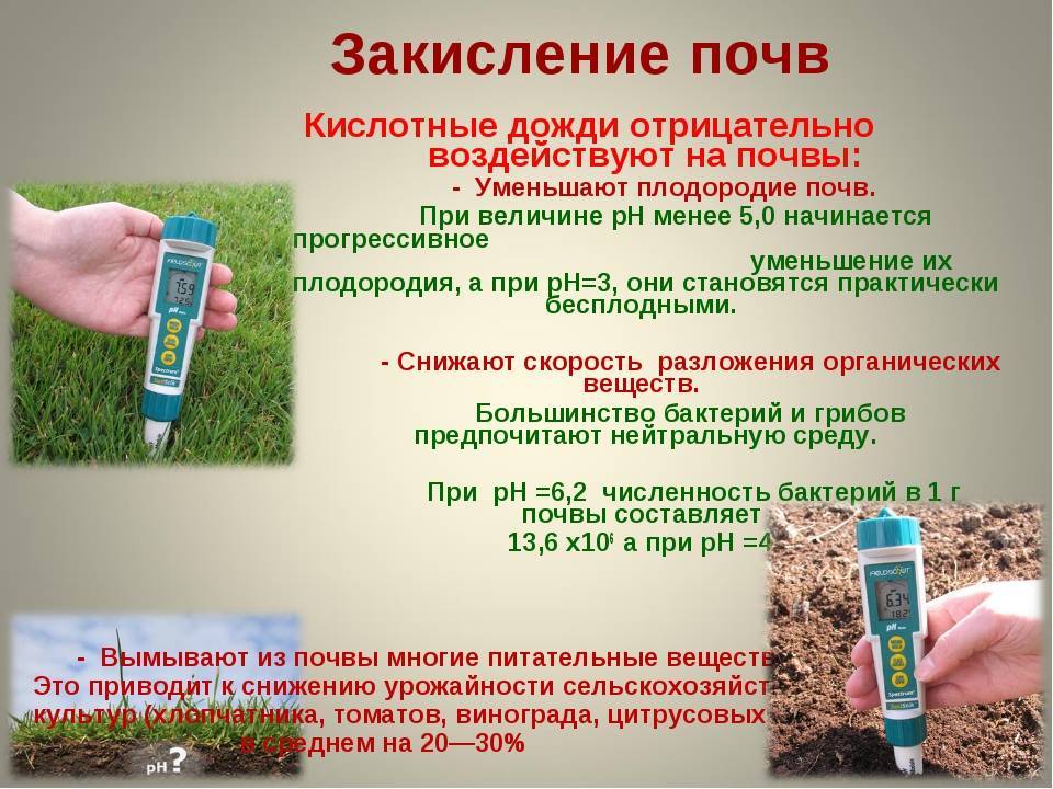 Как подкислить почву - 4 лучших способа
