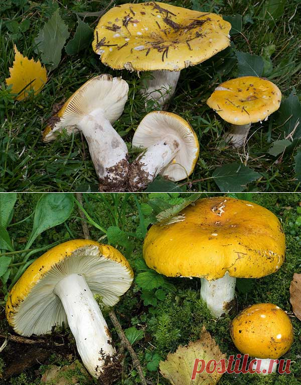 Описание гриба сыроежка светло-желтая