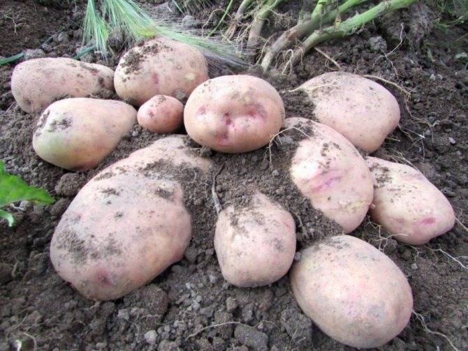 Описание картофеля сорта аврора фото описание