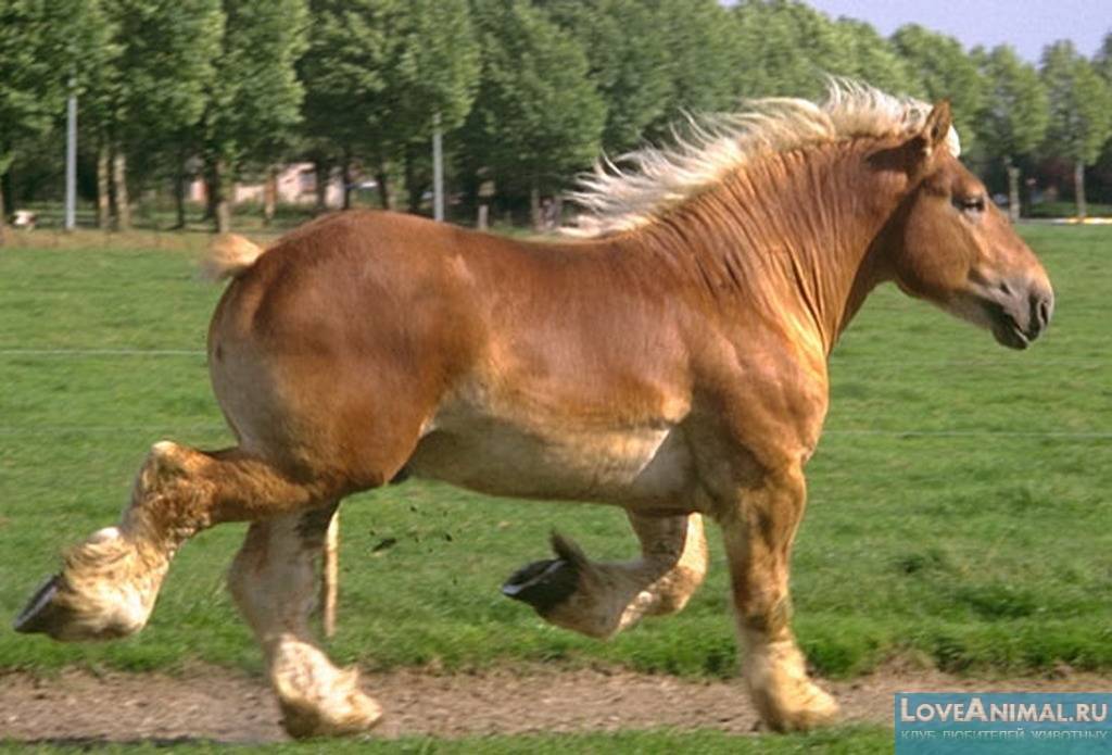 Порода лошадей советский тяжеловоз