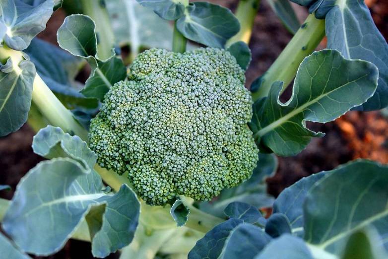 Как сажать капусту брокколи в открытый грунт и технология высадки — как сажать брокколи капусту в открытый грунт — про огород