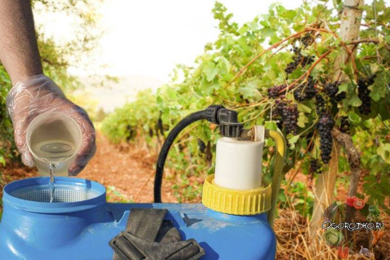 Осенняя обработка винограда от болезней и вредителей