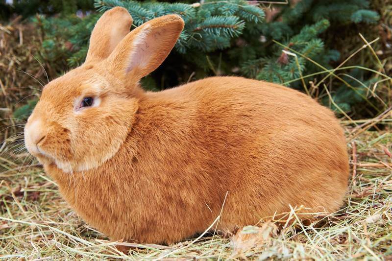 24 породы кроликов с фотографиями, названиями и описанием