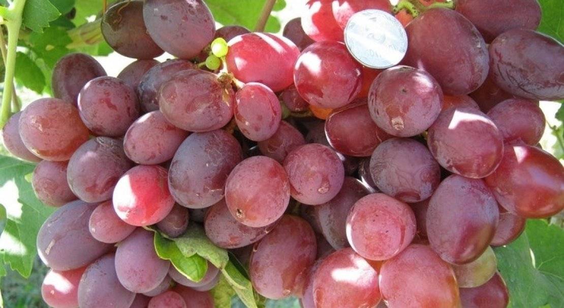 Сорт винограда атаман павлюк: описание, фото, характеристики selo.guru — интернет портал о сельском хозяйстве