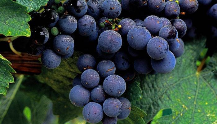 Виноград мерло: описание и характеристика сорта, посадка и уход, советы садоводов