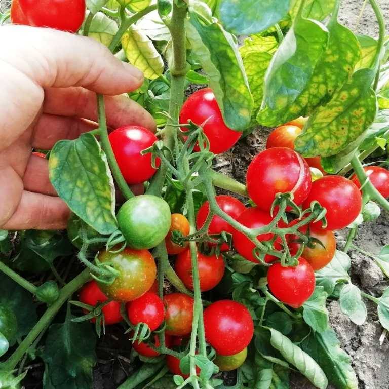 Пасынкование низкорослых томатов в открытом грунте