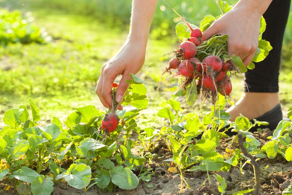 Чем подкормить сад весной для хорошего урожая