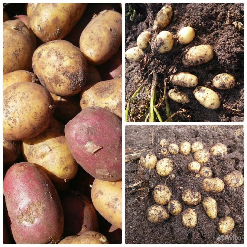 Описание и характеристика сорта картофеля латона, правила посадки и ухода
