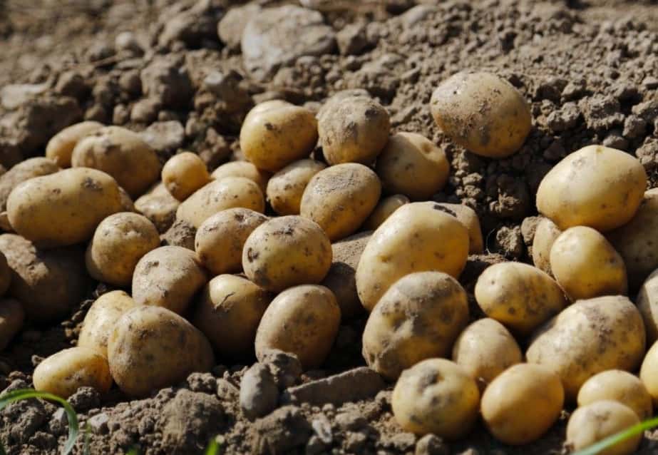 Сорта картофеля – выбираем самые урожайные и стойкие к заболеваниям
