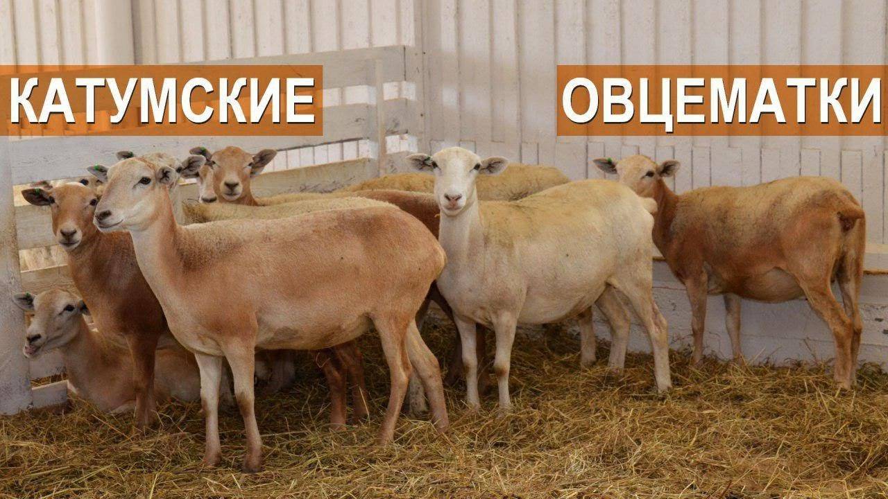 Катумские овцы описание фото