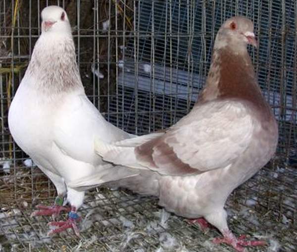Мясные голуби: особенности, породы, разведение на мясо, фото и видео