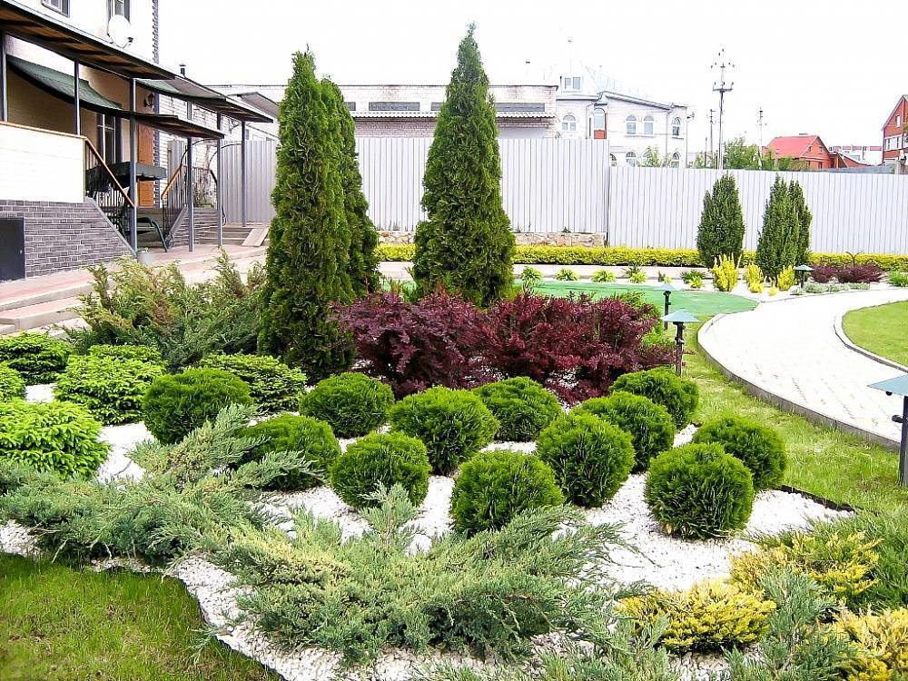 Хвойники в ландшафтном дизайне – советы по оформлению сада