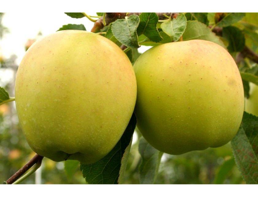 Яблоки голден делишес: описание сорта яблони, отзывы, фото