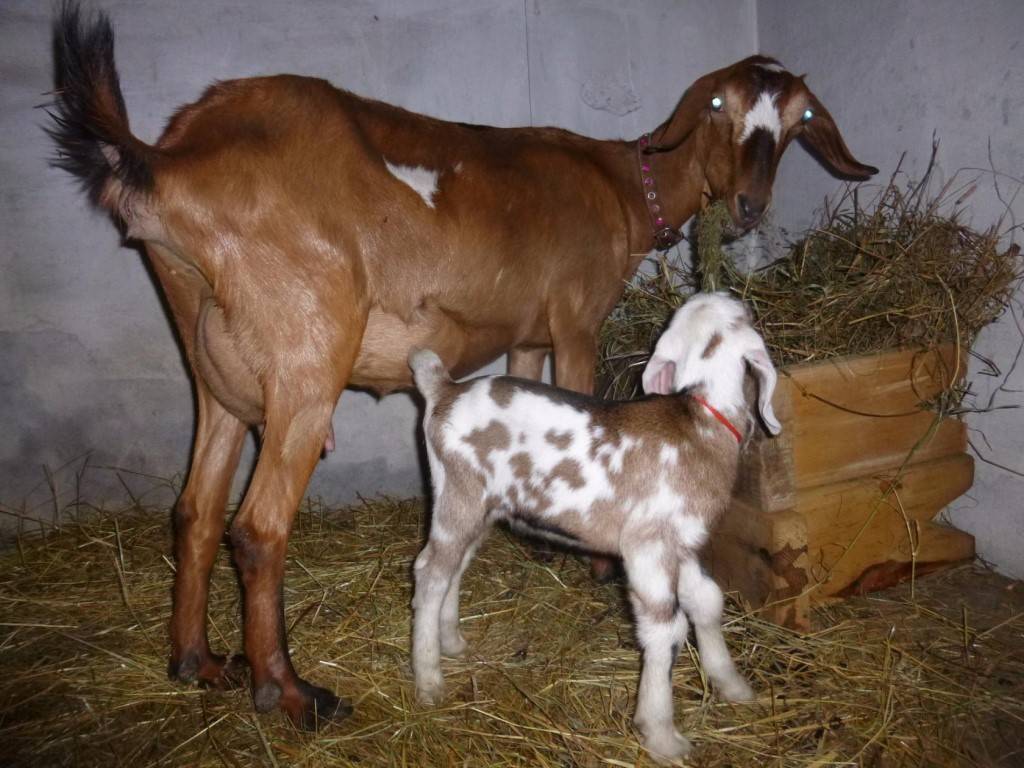 Англо-нубийская порода коз: содержание и кормление 