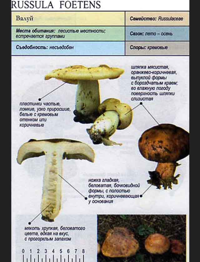 Гриб ложный валуй фото и описание
