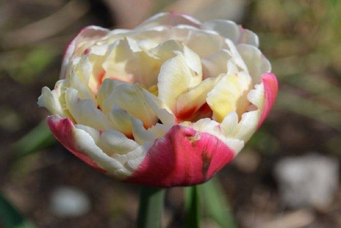 Тюльпаны (110 фото): лучшие, красивые разновидности, как красиво посадить на участке, в саду и в открытом грунте
