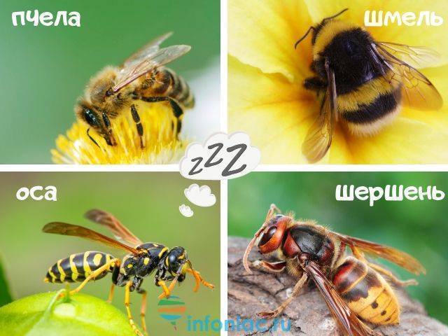Пчелы и осы отличие фото и описание