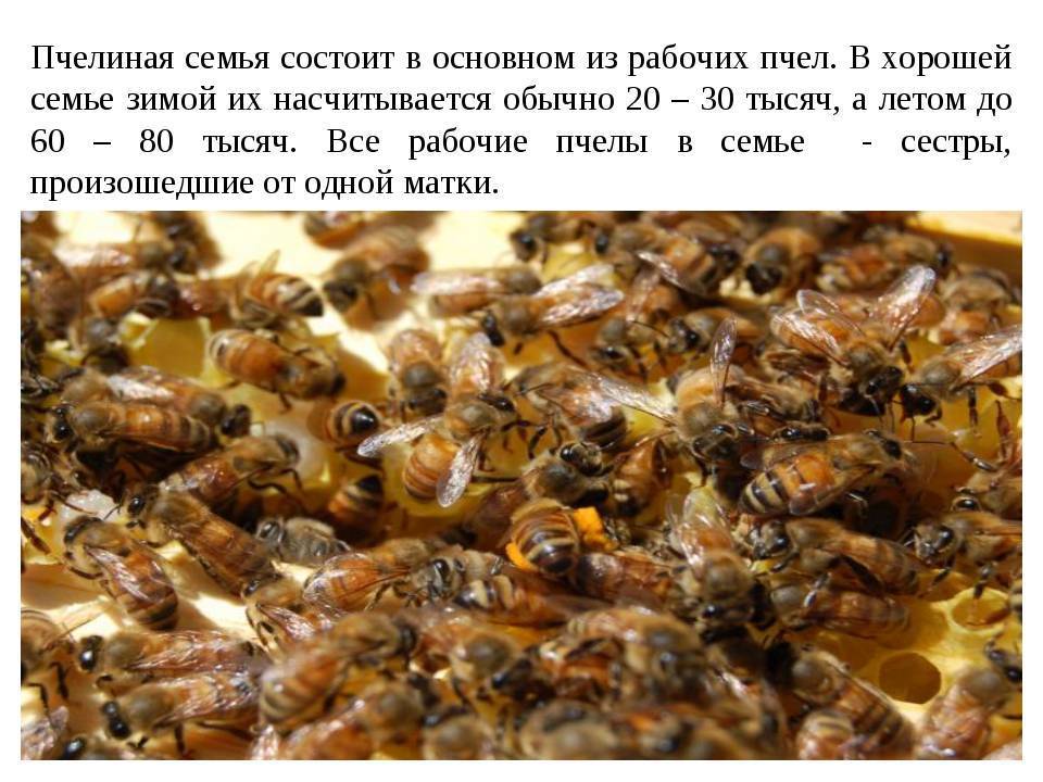 Пчелиная семья. Жизнь пчел. Матка в пчелиной семье. Пчелиная семья состоит.