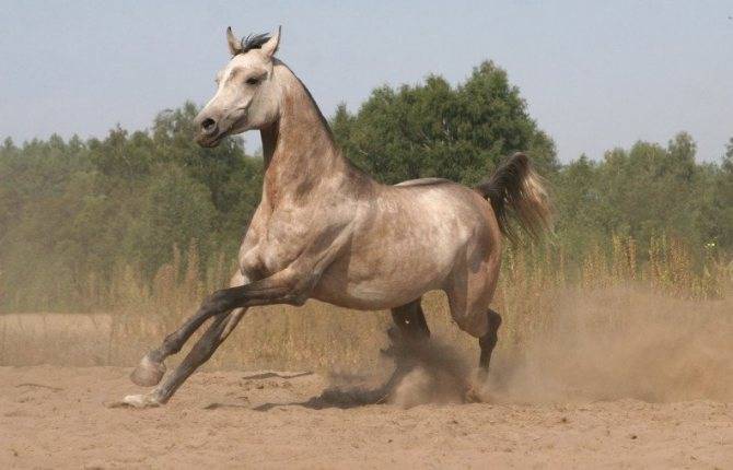 Арабская лошадь: описание, фото, среда обитания