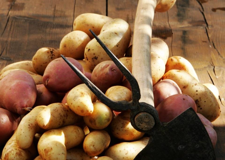 Лучшие сорта картофеля на 2023 год