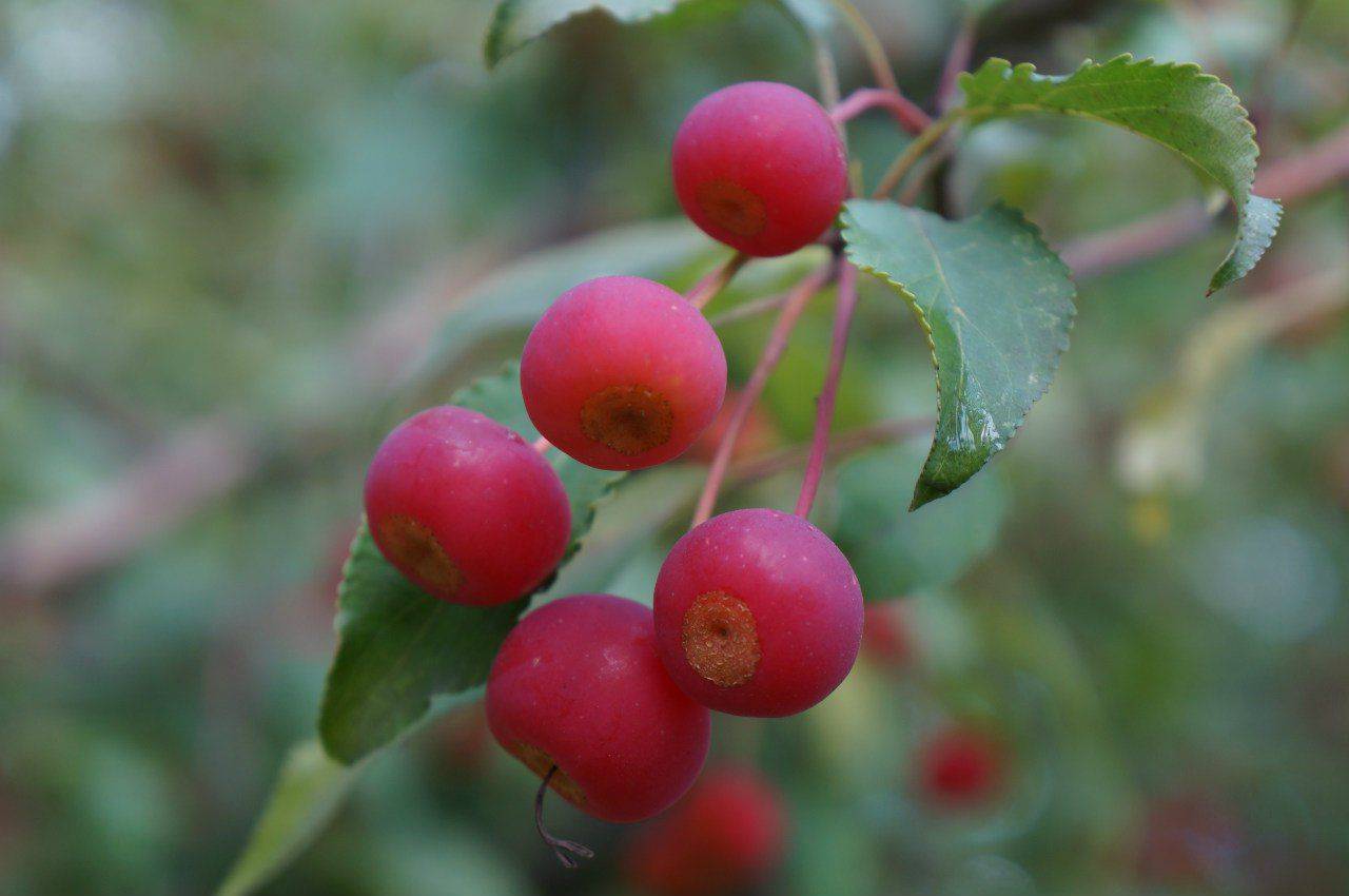 Сибирская ягодная яблоня — самая морозостойкая в мире