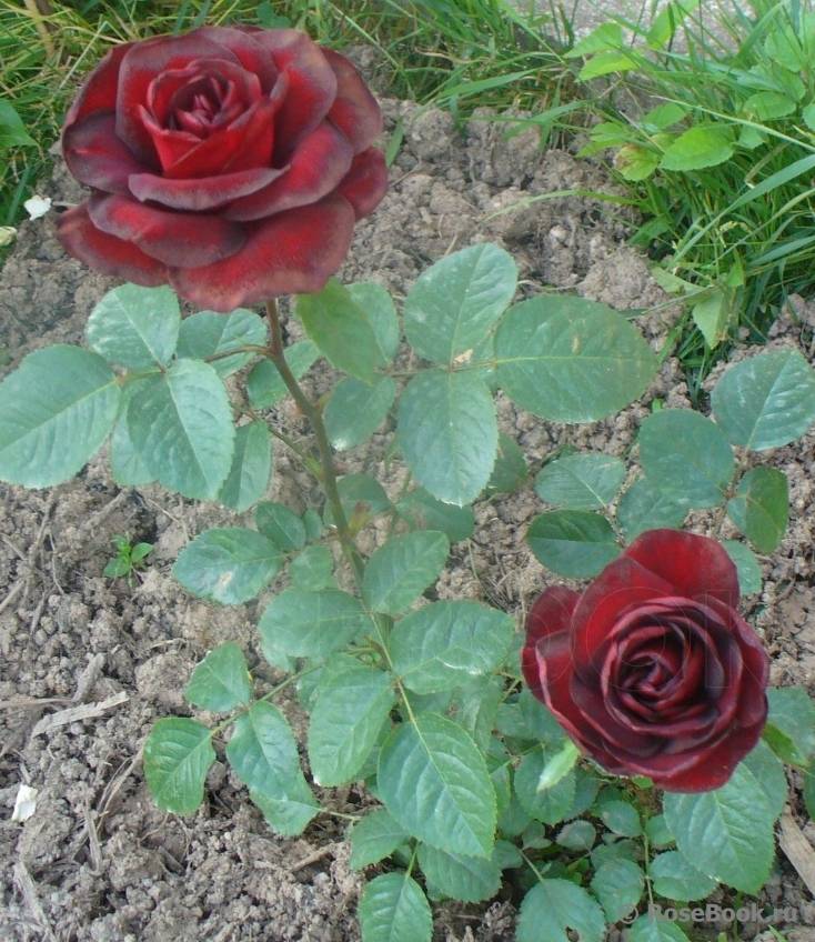 Роза schwarze madonna (мадонна): фото и описание, отзывы