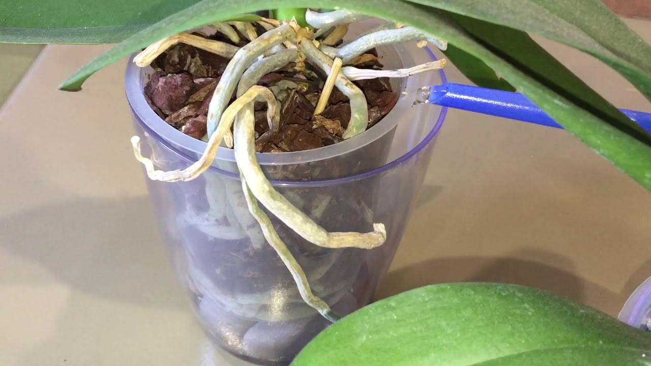Орхидея: секреты правильного полива в домашних условия
