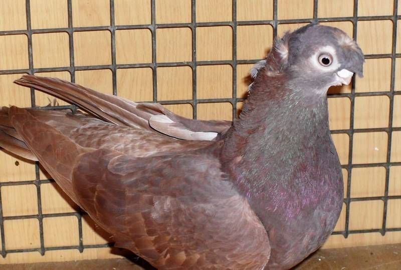 Узбекские голуби бойной породы — двухчубые и лохмоногие