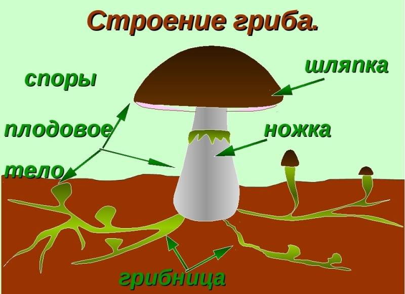 Что такое мицелий - виды грибка, симптомы и лечение | athletic-store.ru