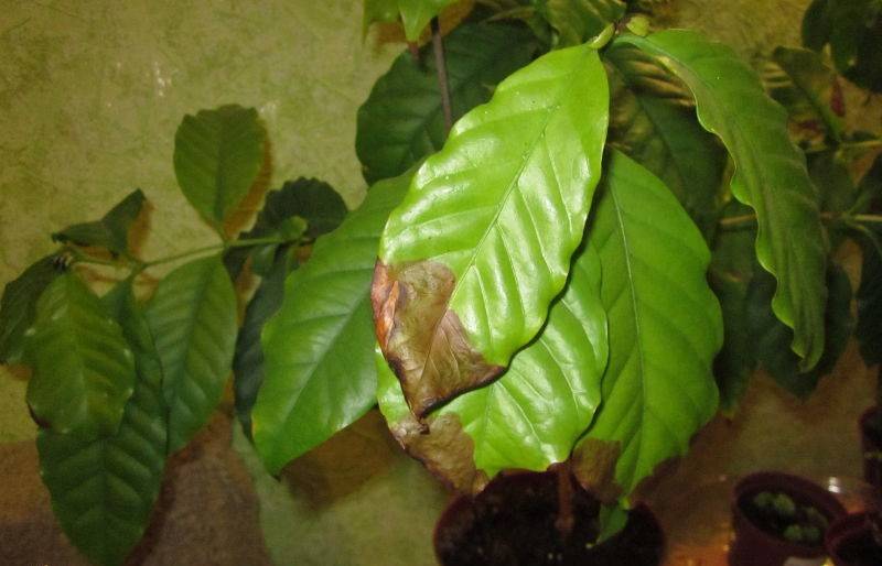 Кофейное дерево в домашних условиях - как вырастить, болезни и правильный уход