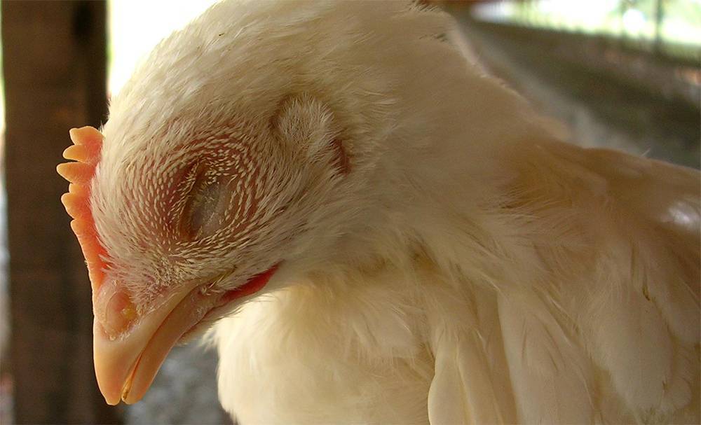 Болезни глаз у цыплят и их лечение с фото