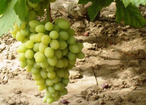 Виноград «благовест»: описание сорта, фото и видео