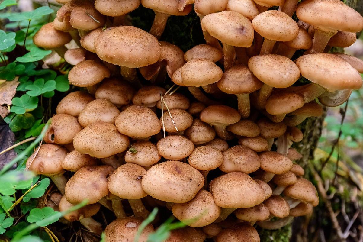 Какие бывают грибы: виды съедобных грибов и описание