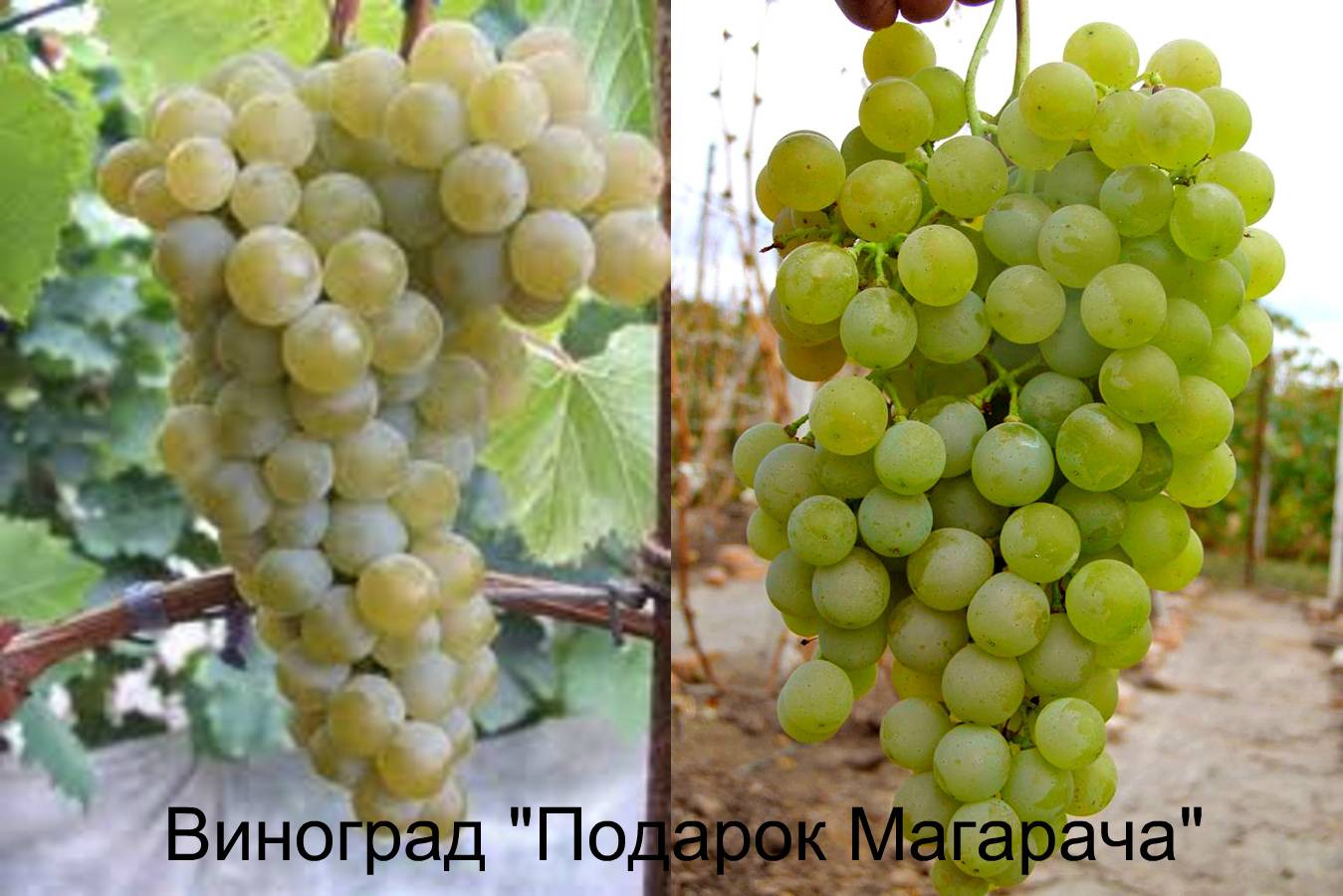 Популярный винный сорт винограда «цитронный магарача»