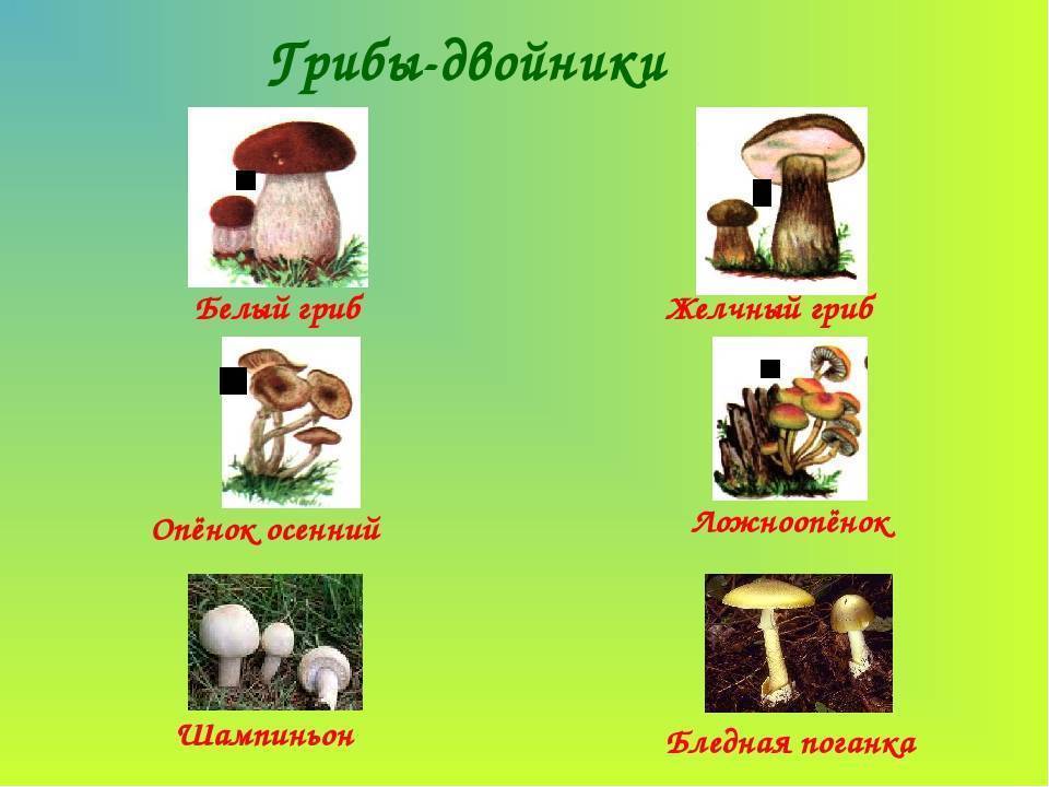 Грибы опята