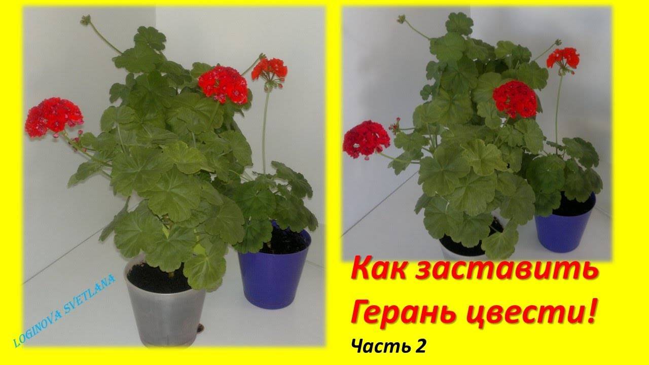 Почему не цветёт пеларгония? уход в домашних условиях. фото — ботаничка