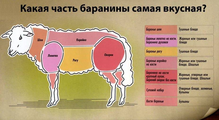 Тушка барана разделка схема