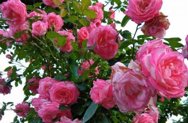  плетистая роза сорта «хендель» (описание, отзывы, посадка, уход, фото)