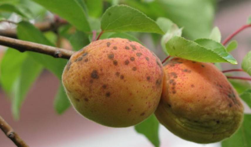 Болезни дерева абрикоса и их лечение фото