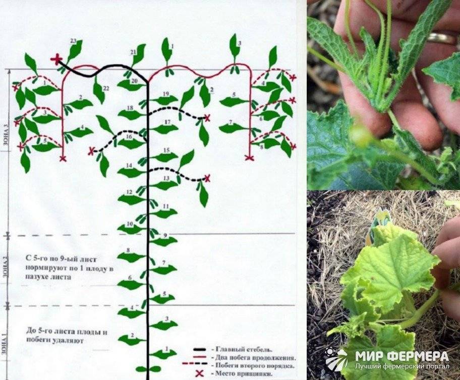 Формирование огурцов в теплице в один стебель схема фото пошагово