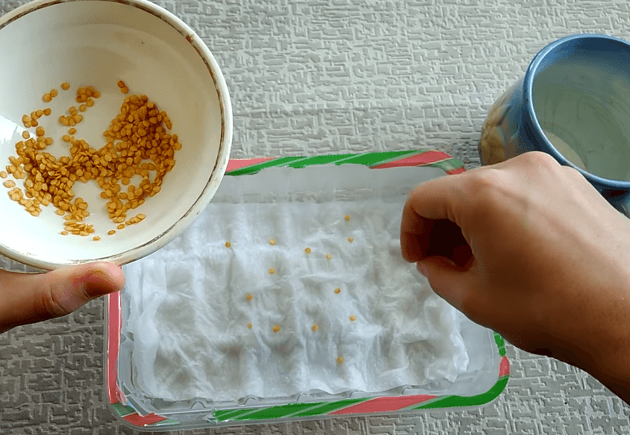 Закаливание семян перца на рассаду в холодильнике