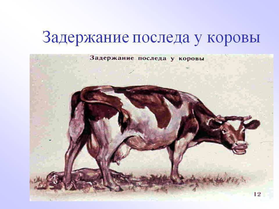 Выпадение матки крупного рогатого скота - bovine uterine prolapse