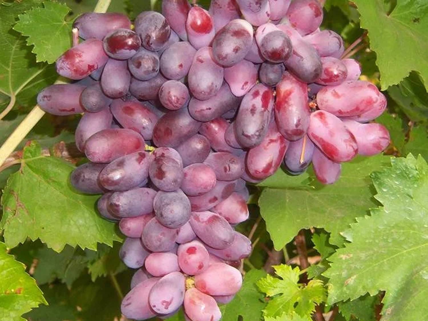 виноград аватар описание сорта фото