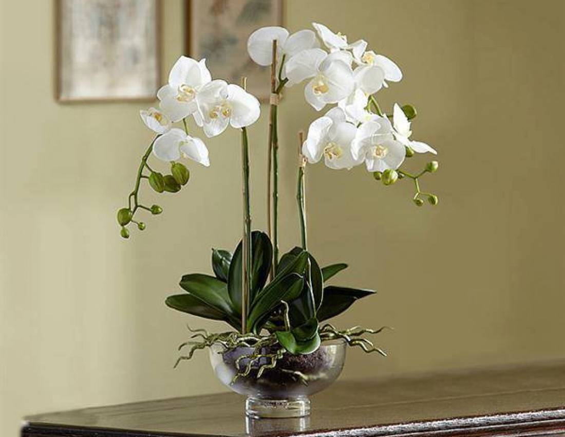 Орхидея В Горшке Дома
