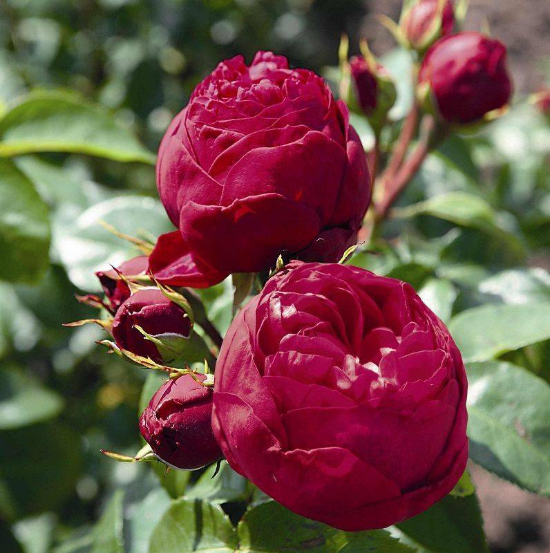 Английская пионовидная кустовая роза Red Piano (Ред Пиано)