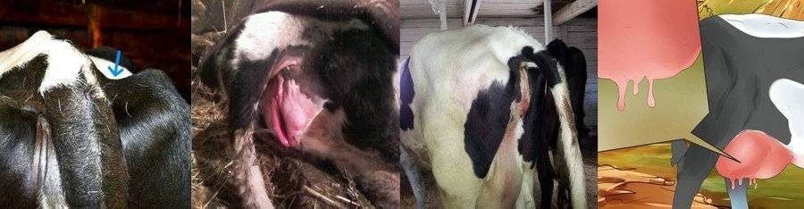Эндометрит у коровы фото