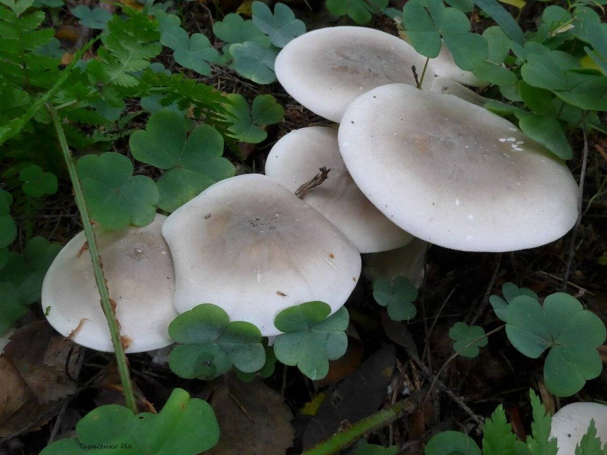 рядовка белая гриб фото и название