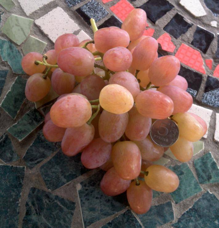 Виноград джазби. Сорт винограда Ливия. Виноград плодовый Ливия. Розовый виноград Ливия. Виноград Ливия Преображение.